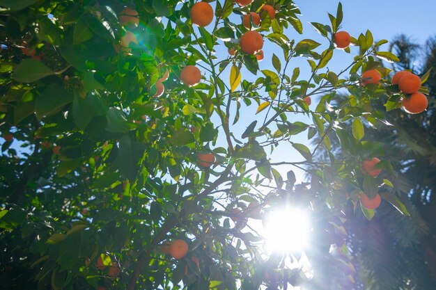 Orange tree with fruits with sun and blue sky background horizontal photography