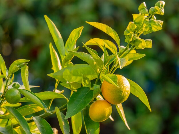 Orange tree with fruits