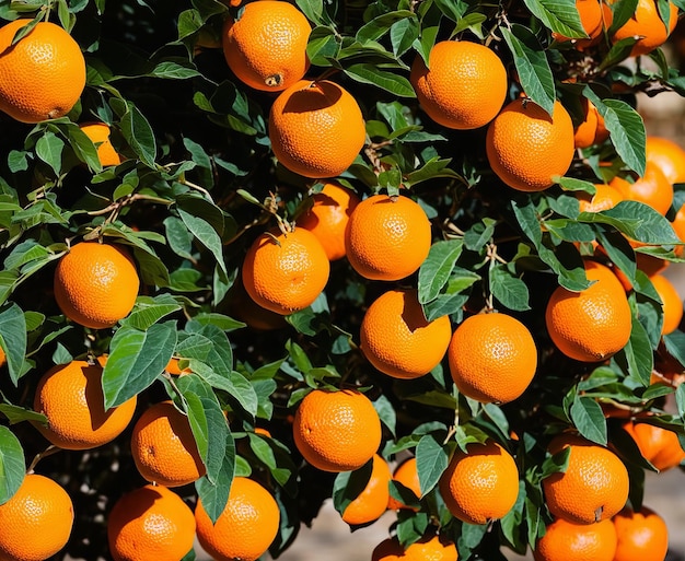 Orange tree with green leaves on a background of the blue sky