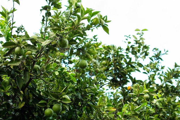 Orange tree with green oranges in garden