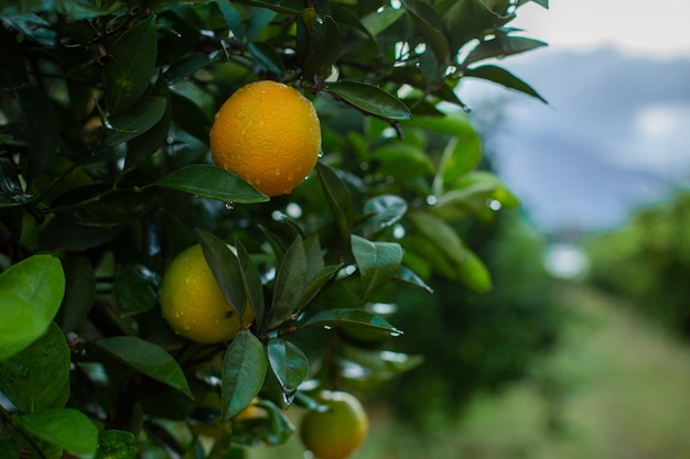 Orange tree with green oranges in garden