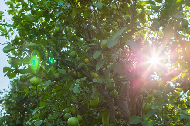 Orange tree with green oranges in garden