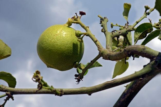 Orange tree with still green fruits