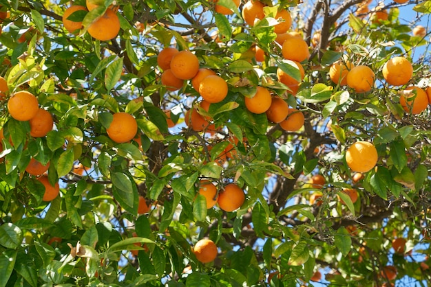 Orange tree