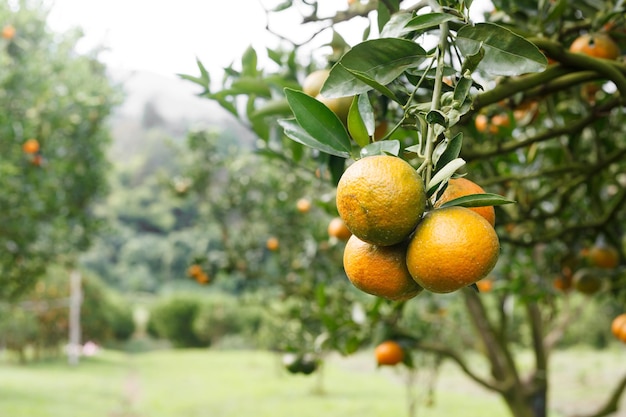 Orange tree