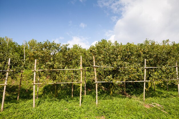 Orange tree