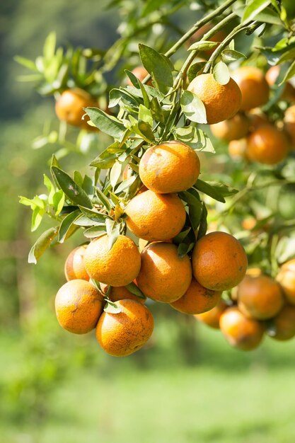 Orange tree