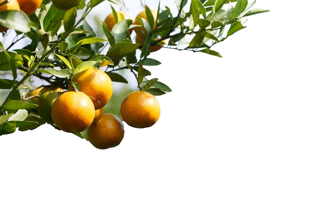 Orange tree