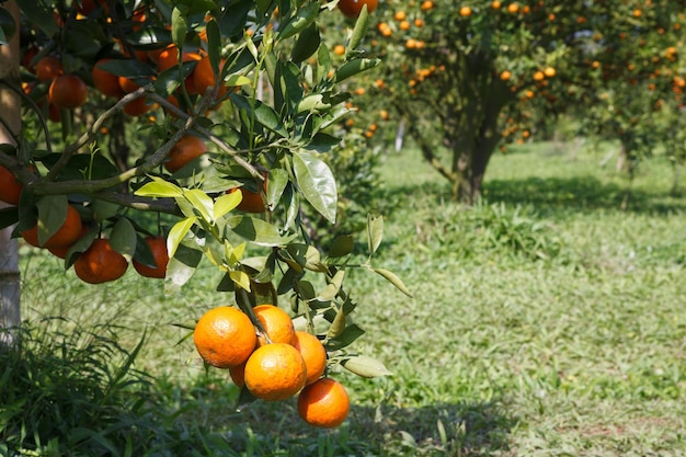 Photo orange tree