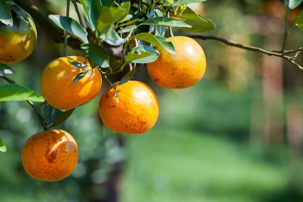 Photo orange tree