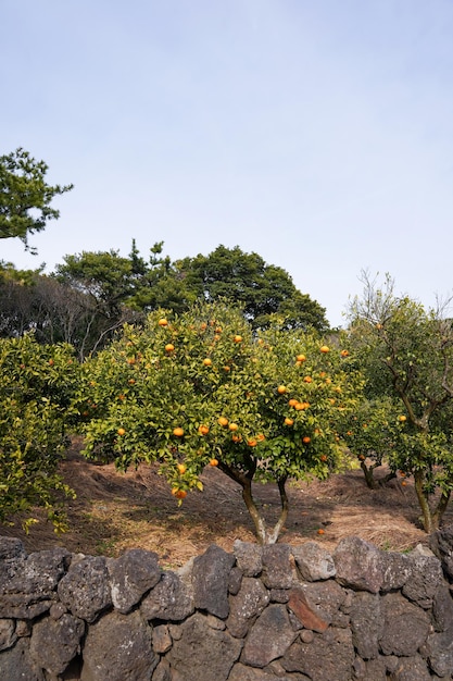 Orange trees in a garden with a stone wall in the background.