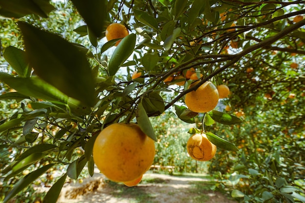 orange trees in the garden