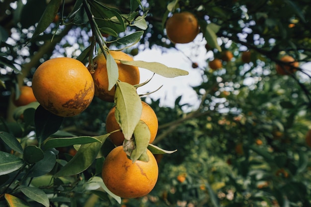 orange trees in the garden