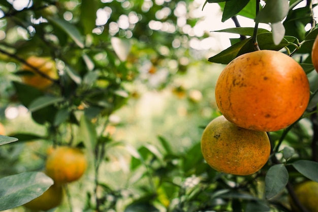 orange trees in the garden