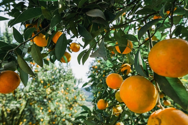 апельсиновые деревья в саду
