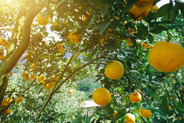 orange trees in the garden