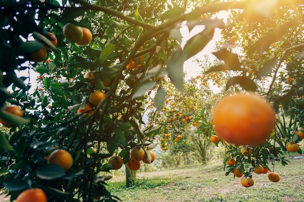 orange trees in the garden