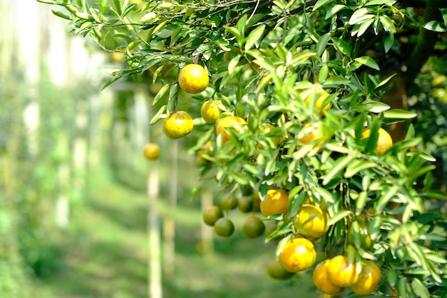 Orange trees in green garden