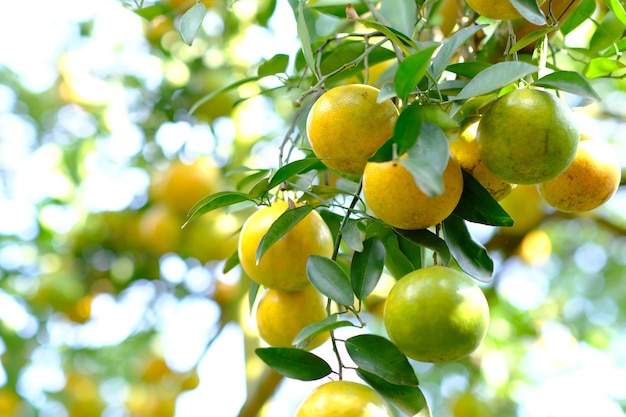 Orange trees in green garden