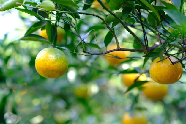 Orange trees in green garden