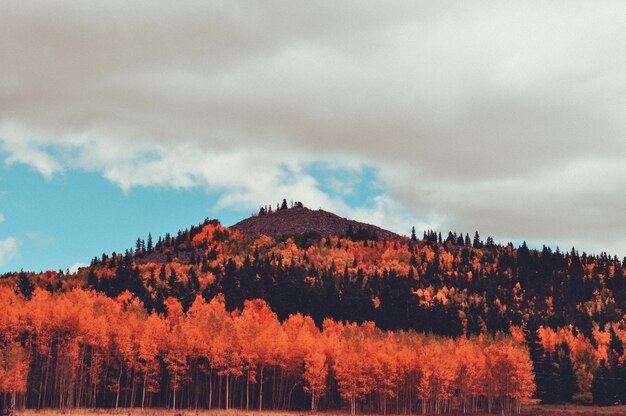 Foto aranci sulla montagna