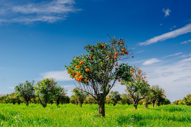 Orange trees plantations