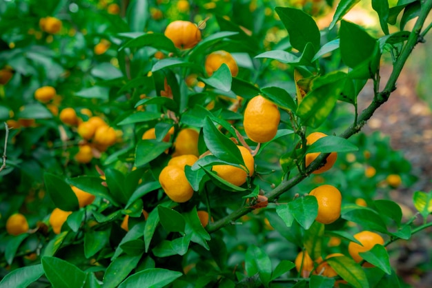 Orange trees with ripe fruits