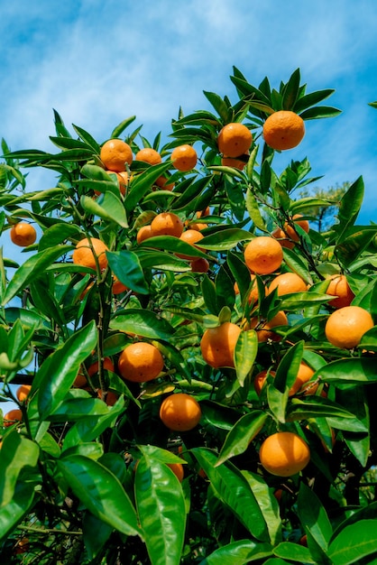 잘 익은 과일이 있는 오렌지 나무