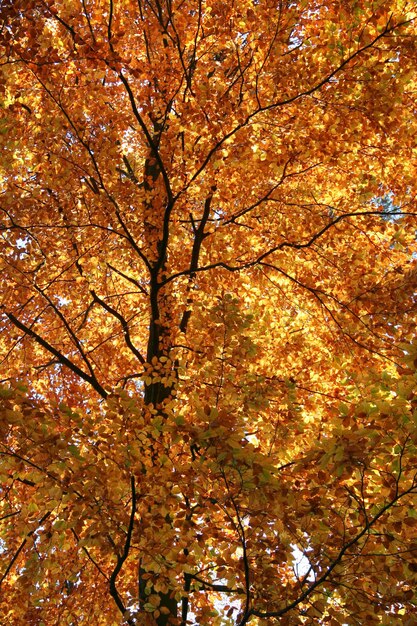 orange treetop