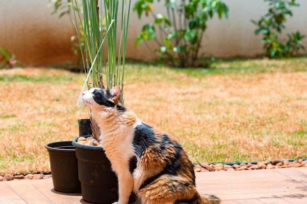 식물과 냄비 근처 집 정원의 푸른 잔디에 주황색 삼색 고양이 정원에서 길 잃은 고양이