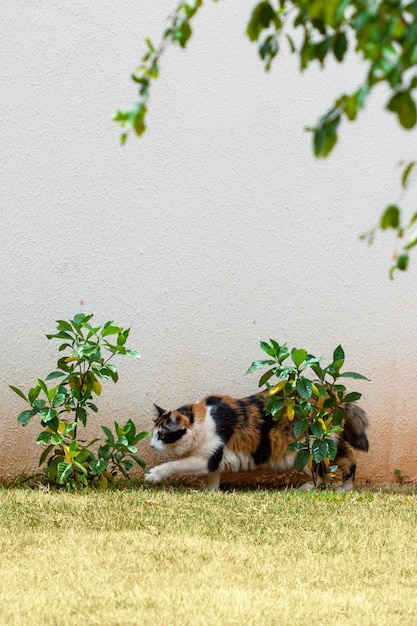 Orange tricolor cat on the green grass of the home garden near plants and pots Stray Cat at garden