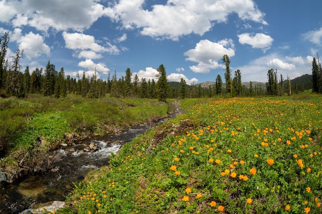 Foto fiori di trollius vicino a un ruscello di alta montagna arancione