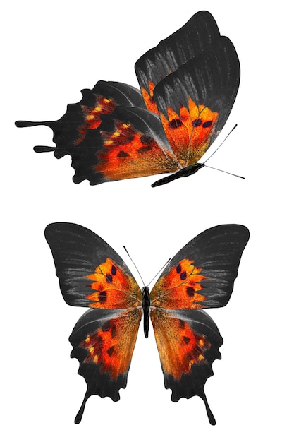 オレンジ色の熱帯の蝶。熱帯の昆虫。白い背景に分離