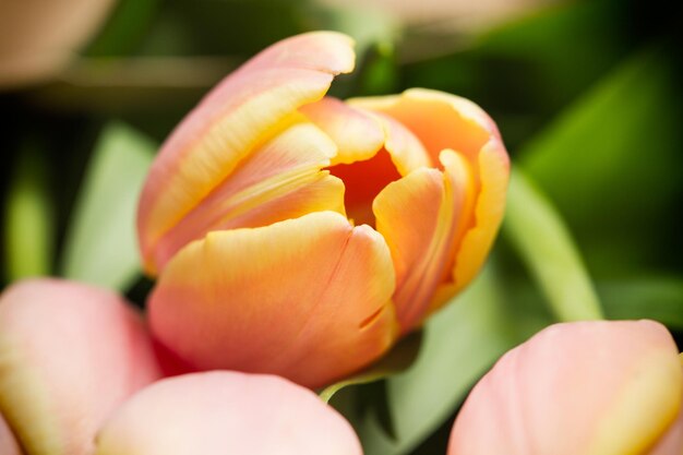 Photo an orange tulip in a close up view