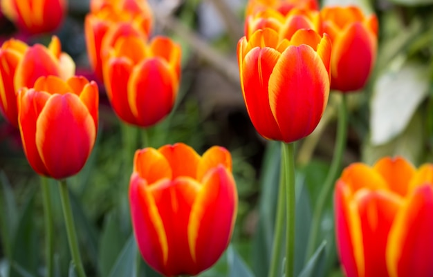 Orange tulip flower in the garden