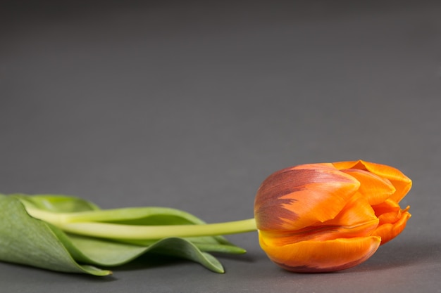 Orange tulip flower over grey background