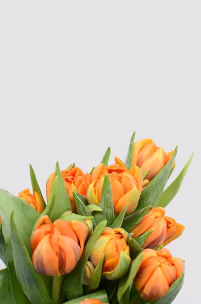 白い背景にオレンジチューリップの花