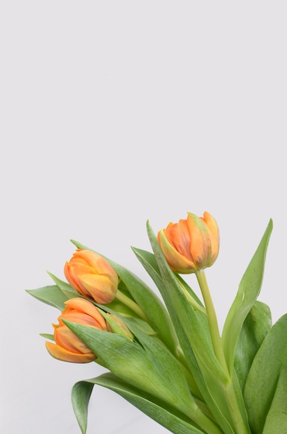 Orange tulip flower on white background