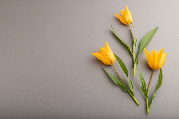 orange tulip flowers on gray pastel background. side view, copy space, still life. 