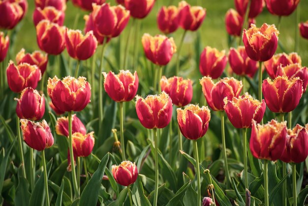 Orange tulip flowers