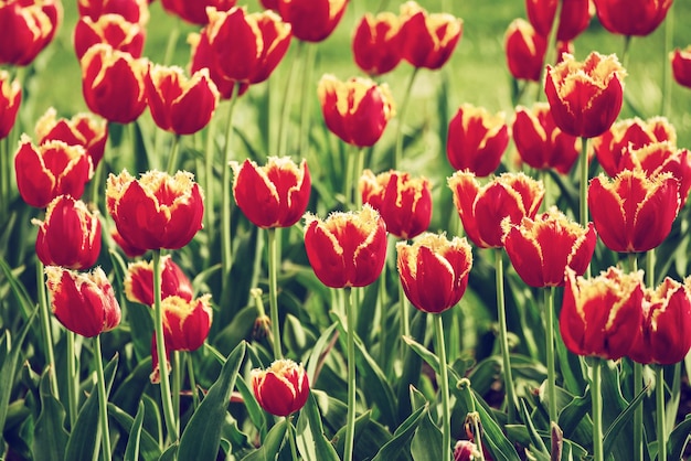 Orange tulip flowers