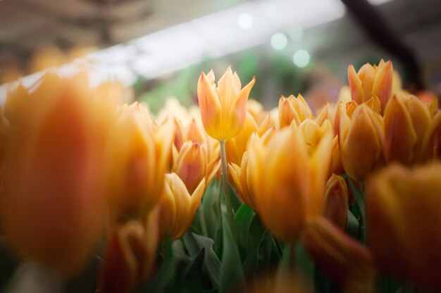 Orange tulip in the garden