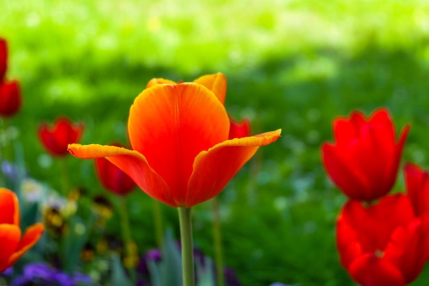 Orange Tulip in Karlovy Vary