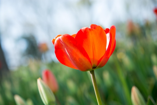 Orange tulip in nature in spring