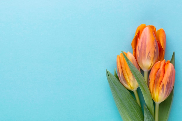 Photo orange tulips on the colored background with copy space