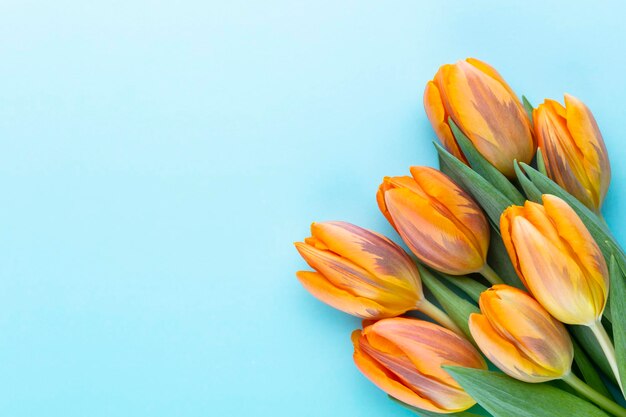 Orange tulips on the colored background with copy space