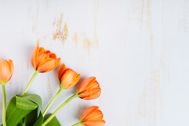 Photo an orange tulips on an old white backdrop