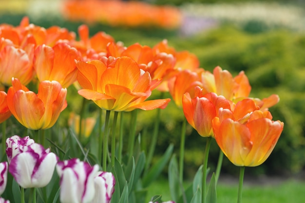 Orange tulips in a park