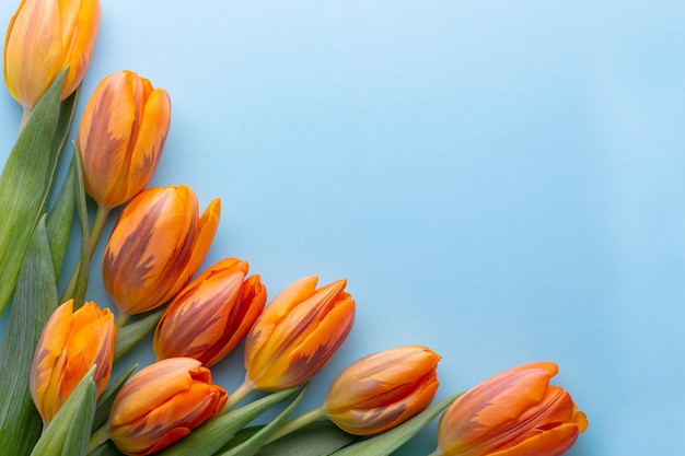 Orange tulips on the pastel background