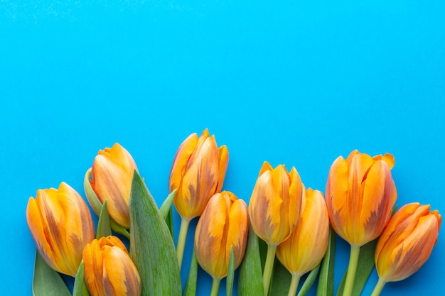 Orange tulips on the pastel background